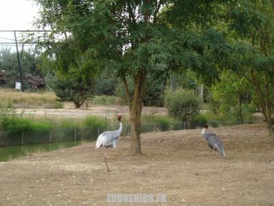 Grue antigone - 2009