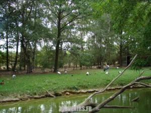 Ibis sacré - Marabout