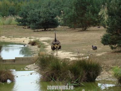 Enclos australien - 2009