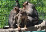 Macaque à queue de cochon (Macaca nemestrina)