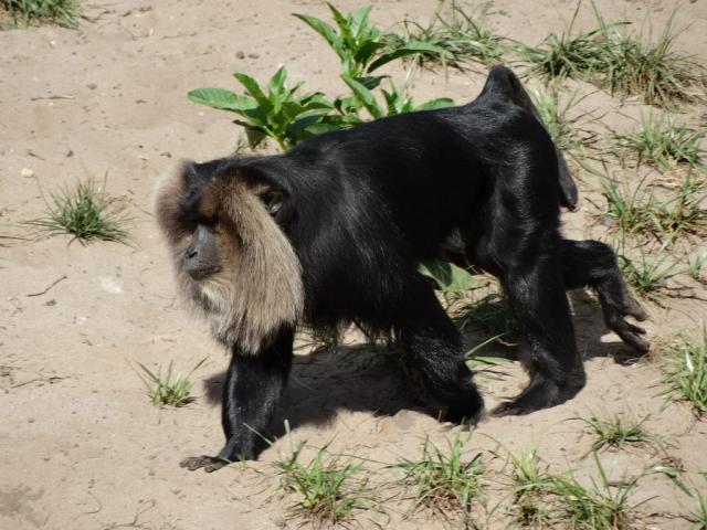 Macaque ouandérou
