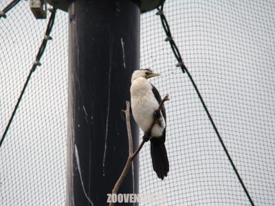 Cormoran à ventre blanc - 2009