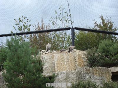 Vautour fauve - 2009