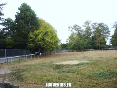 Autruche - 2009