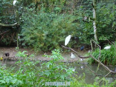 Volière asiatique - 2009