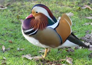 Canard mandarin (Aix galericulata)