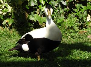 Eider à duvet (Somateria mollissima mollissima)