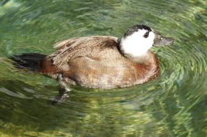 Érismature à tête blanche (Oxyura leucocephala)