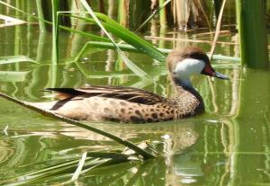 Pilet des Bahamas (Anas bahamensis)