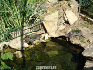 Tortue hargneuse