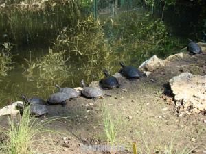 Tortue de Floride