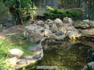 Tortue de Floride