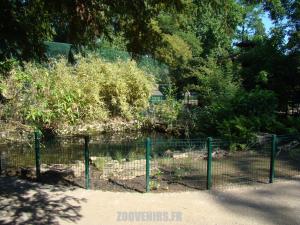 Tortue de Floride