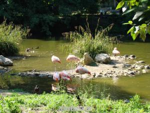 Flamant rose