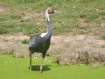 Gruiformes (Grues -Rales - Outardes)