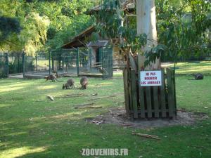 Wallaby de Bennett