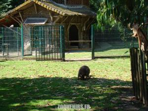 Wallaby de Bennett