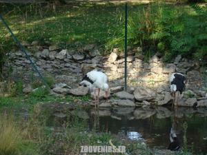 Cigogne blanche