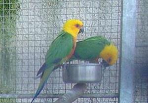 Conure jandaya - Psittaciformes (Aratinga jandaya)
