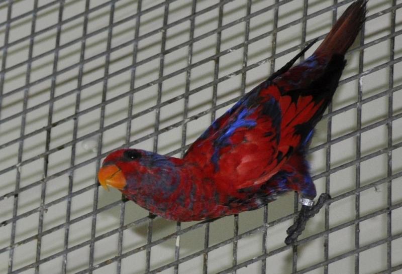 Lori arlequin (Eos histrio)