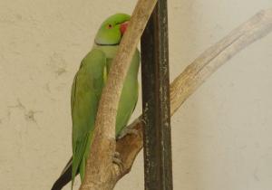 Perruche à collier - Psittaciformes (Psittacula krameri)