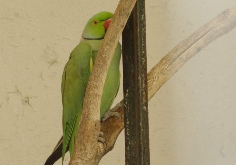 Perruche à collier (Psittacula krameri)