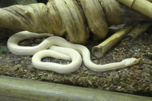 Serpent ratier du Texas (Pantherophis obsoletus leucistique)