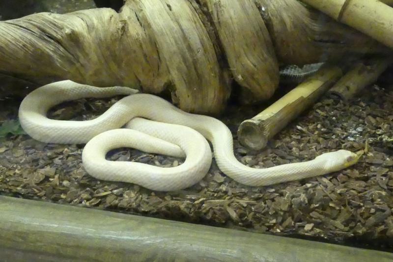 Serpent ratier du Texas (Pantherophis obsoletus leucistique)