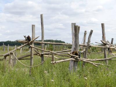 Capucin à poitrine jaune