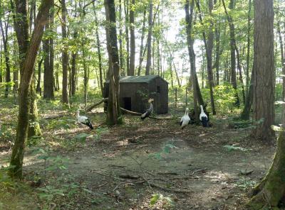 Cigogne blanche - 2020