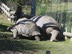 Tortue géante d'Aldabra