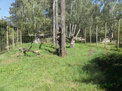 Bucorve du Sud - 2020