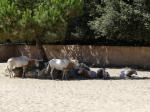 Rhinocéros blanc - Oryx algazelle