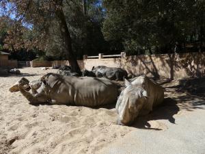 Rhinocéros blanc