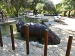 Hipopotame amphibie