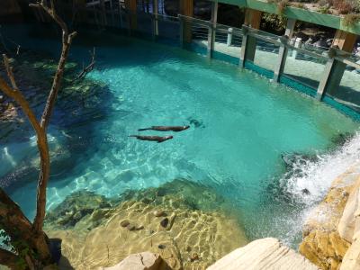 Loutre géante - 2022