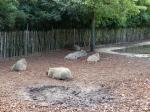 Tapir terrestre - Nandou - Capybara