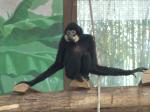 Gibbon à favoris blancs