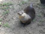 Loutre naine d'Asie