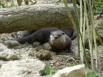 Loutre naine d'Asie
