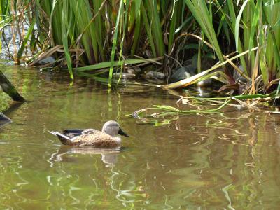 Souchet d'Argentine - 2020