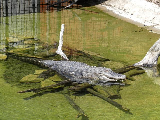 Alligator du Mississipi