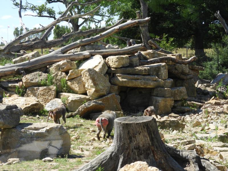 Hamadryas