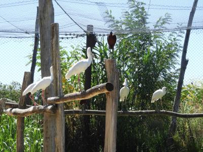 Volière africaine - 2020