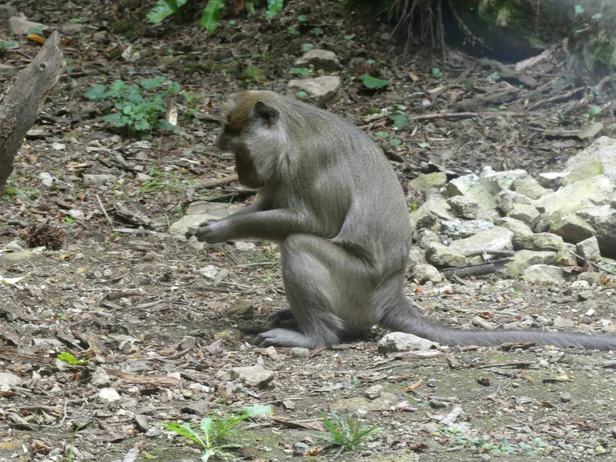 Macaque crabier