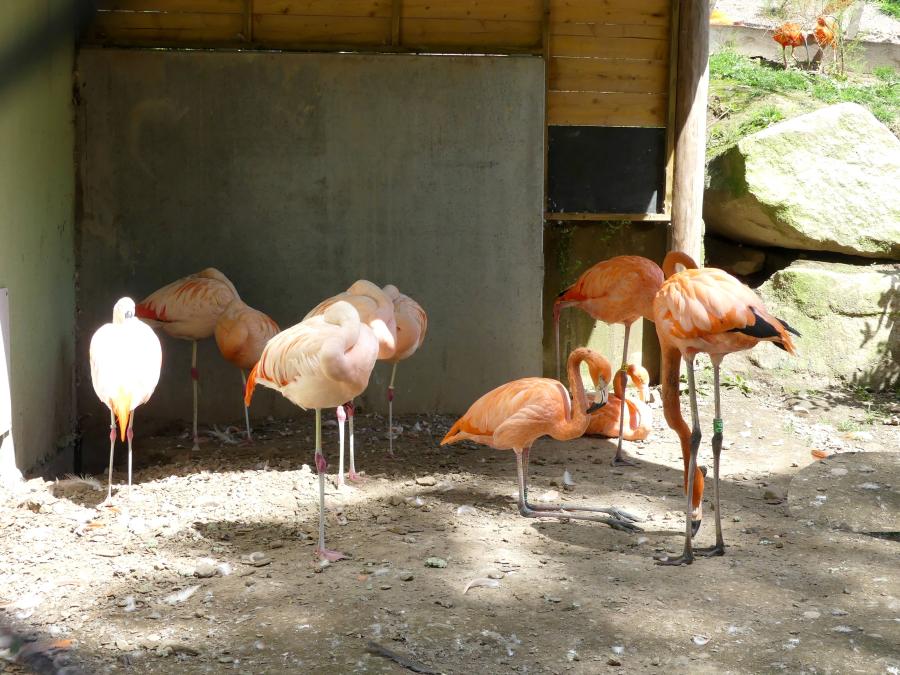 Flamant des Caraïbes - Flamant du Chili