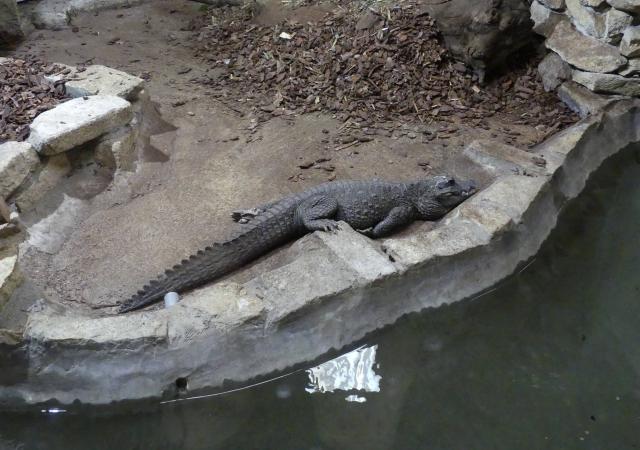 Crocodile nain
