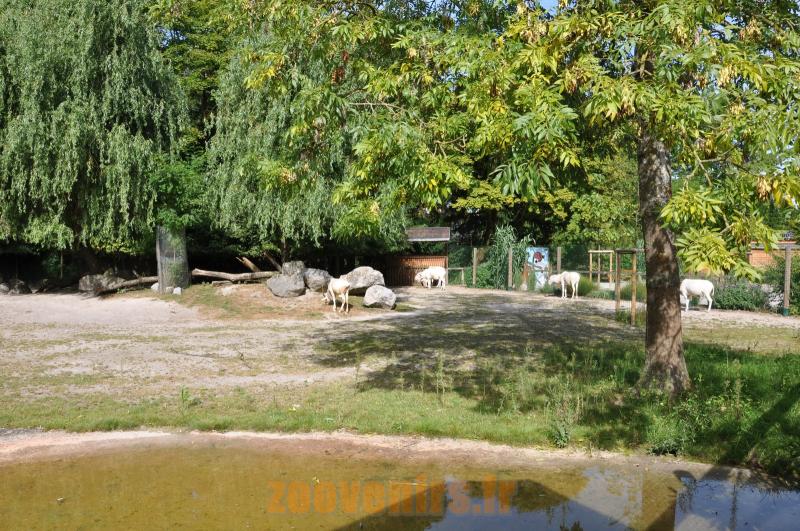 Addax - Autruche