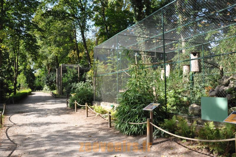 Perruche de Patagonie 