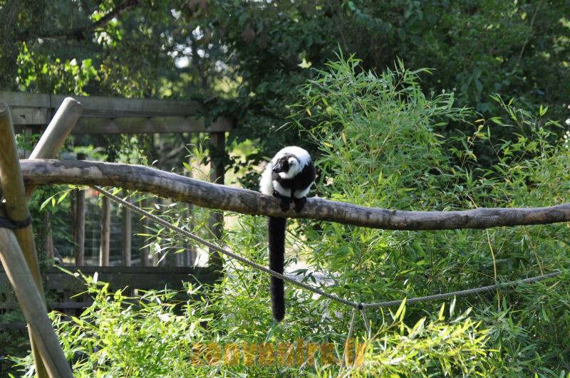 Maki vari noir et blanc